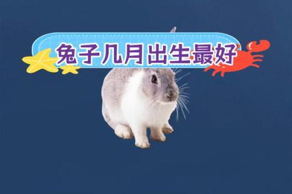 属兔今年开业什么时间好 属兔今年开业什么时间好