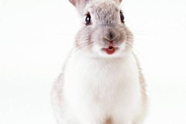 属兔2021年4月份开业吉日是哪几天 属兔2021年4月份开业吉日是哪几天