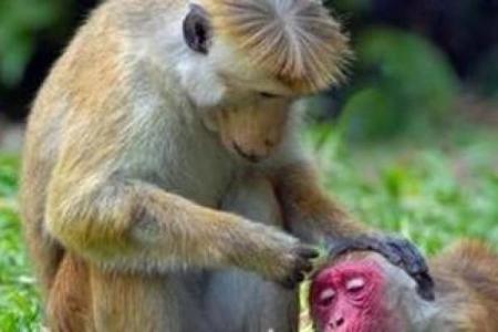 见异思迁是指什么生肖