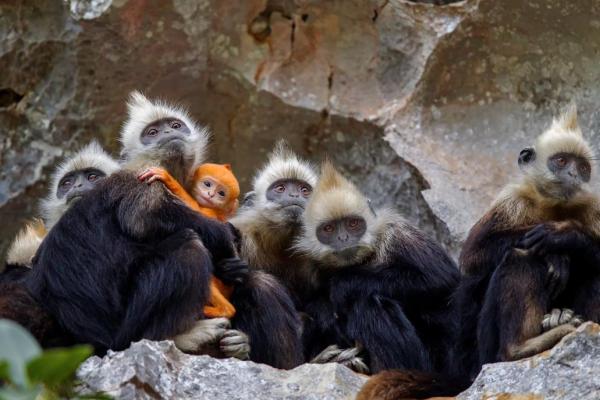 栉风沐雨是什么生肖(栉风沐雨是什么生肖动物) 栉风沐雨是什么生肖(栉风沐雨是什么生肖动物)
