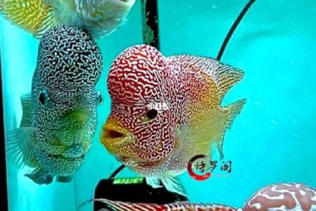 养罗汉鱼风水好吗