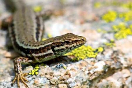 风水学家里有壁虎什么征兆是吉吗