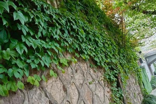 爬山虎的风水