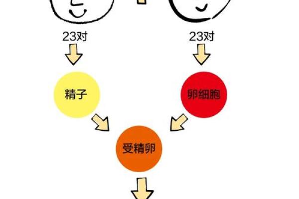 血型优质宝宝从小培养起