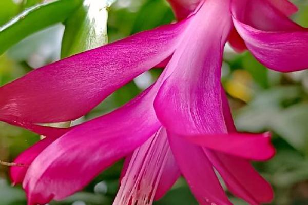 蟹爪兰风水寓意 蟹爪兰风水寓意