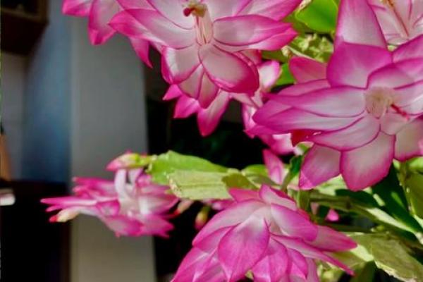 蟹爪兰风水寓意 蟹爪兰风水寓意