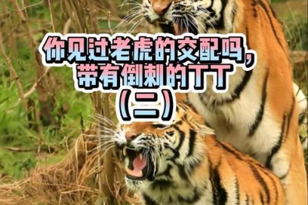 虎与最佳配鱼是什么 虎的最佳配对是什么 虎与最佳配鱼是什么 虎的最佳配对是什么