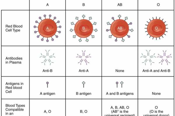 血型各国比例分析 血型各国比例分析