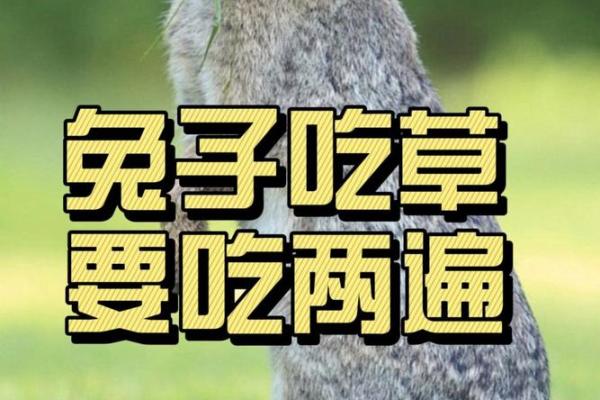 算命兔子在吃草,兔吃草是什么命