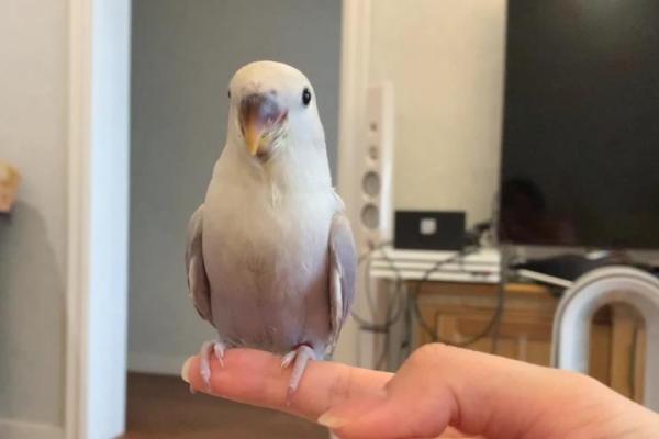 鸟拉屎在身上算命