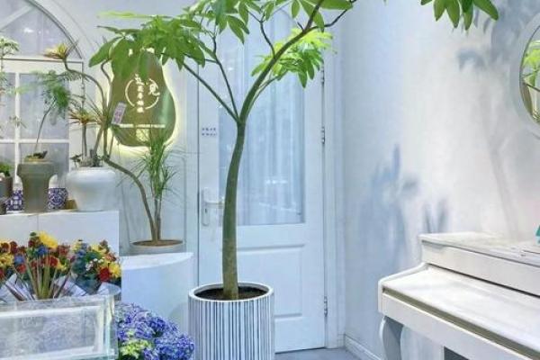 假花摆放在房屋里哪里不会影响到风水呢 假花摆放在房屋里哪里不会影响到风水呢