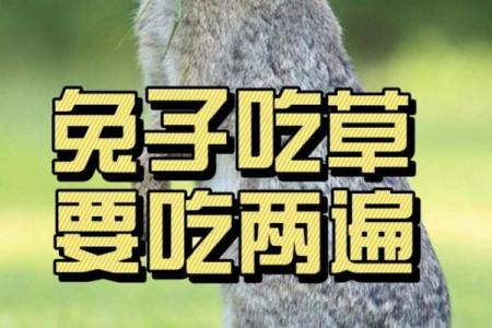 算命兔子在吃草,兔吃草是什么命