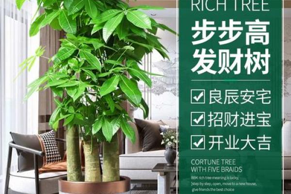 风水财运门前种树也不要种这三棵树禁忌 风水财运门前种树也不要种这三棵树禁忌