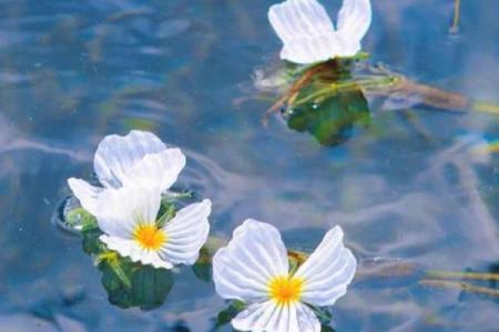 算命的说小孩扎根在水中