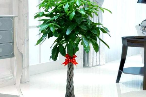 办公室养什么花风水最好适合摆放 办公室养什么花风水最好适合摆放