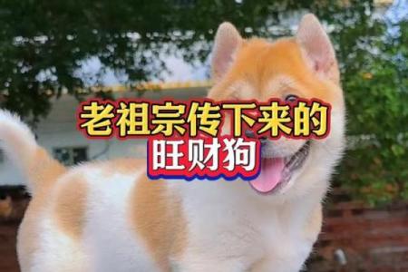 以下品种什么样的狗旺财风水