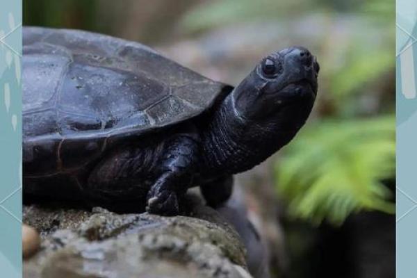 养龟风水_为什么卧室里面不能养乌龟 养龟风水_为什么卧室里面不能养乌龟