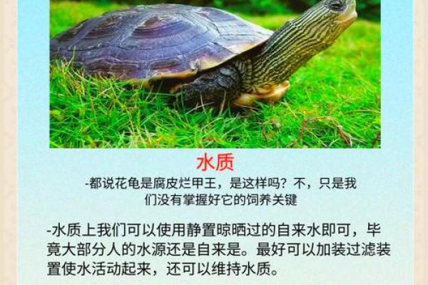 养龟风水_为什么卧室里面不能养乌龟 养龟风水_为什么卧室里面不能养乌龟