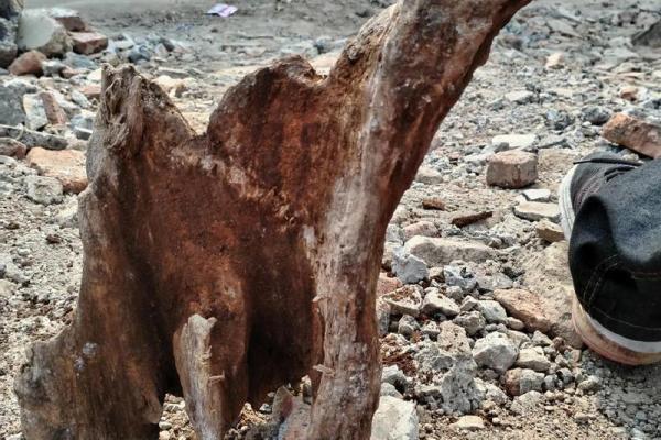 老树桩的风水 老树桩的风水