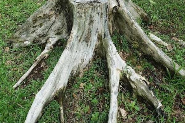 老树桩的风水 老树桩的风水