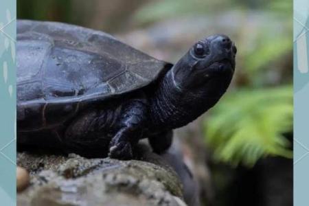 养龟风水_为什么卧室里面不能养乌龟