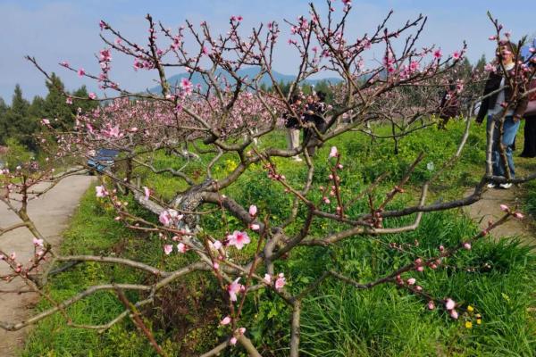 这几类家居风水，容易招野桃花