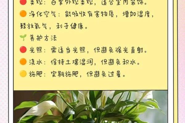 室内房间里养花须知的风水禁忌