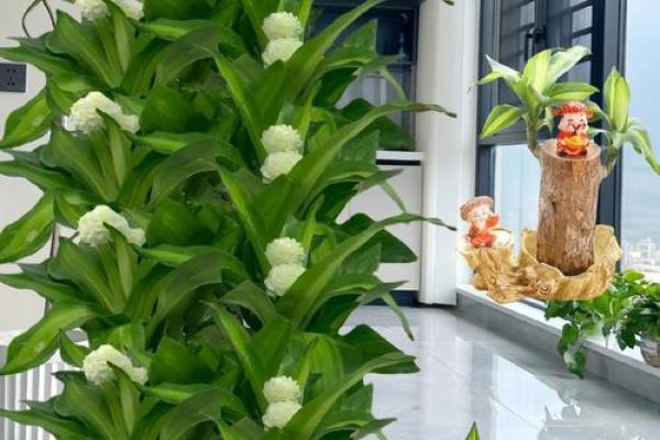 室内房间里养花须知的风水禁忌