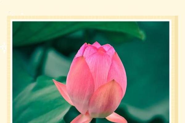 风水中的荷花象征什么寓意呢? 风水中的荷花象征什么寓意呢?