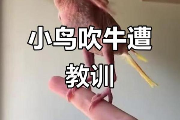 搞笑小鸟算命视频