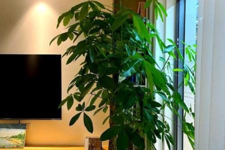 家居阳台风水知识 适合放在阳台的几种招财物