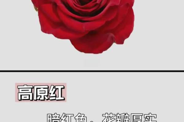 玫瑰花的风水和禁忌 玫瑰花的风水和禁忌