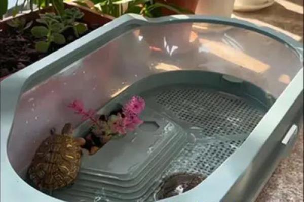 风水上养龟为什么不能养双,有这说法吗- 风水上养龟为什么不能养双,有这说法吗-