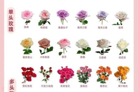 玫瑰花的风水和禁忌
