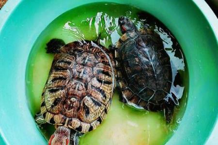 风水上养龟为什么不能养双,有这说法吗-