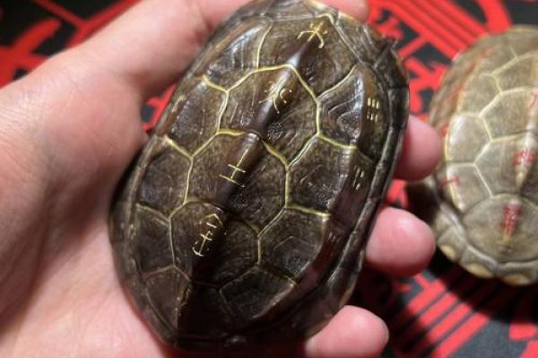 什么龟壳算命比较好 什么龟壳算命比较好