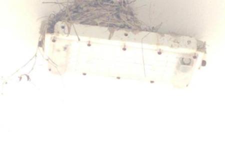 房子屋檐下有鸟窝好吗风水