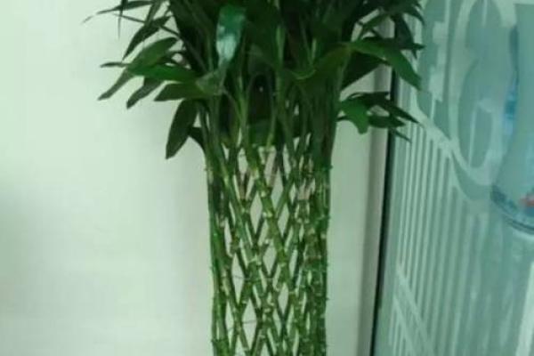 四季如春屋前种什么树最旺风水讲究