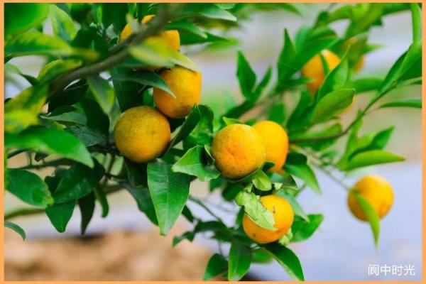 四季如春屋前种什么树最旺风水讲究