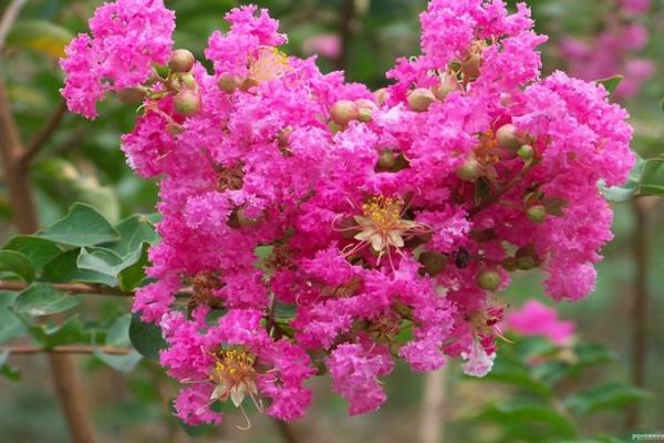 人人都适合有新年目标吗?那些紫薇主星设立目标反而会更糟?唐艺尹老师有趣的紫薇主星分析 人人都适合有新年目标吗?那些紫薇主星设立目标反而会更糟?唐艺尹老师有趣的紫薇主星分析