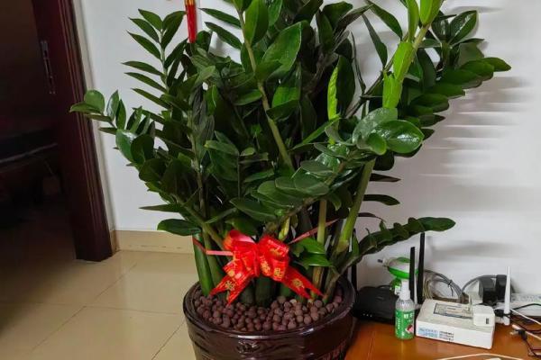 办公室摆放什么花可以招财风水 办公室摆放什么花可以招财风水