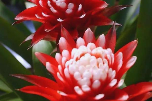 办公室摆放什么花可以招财风水 办公室摆放什么花可以招财风水