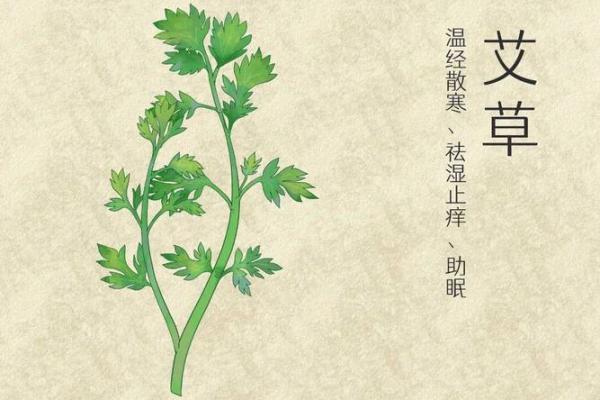 为什么艾草不能送人有什么风水说法 为什么艾草不能送人有什么风水说法