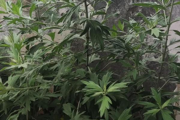 为什么艾草不能送人有什么风水说法 为什么艾草不能送人有什么风水说法