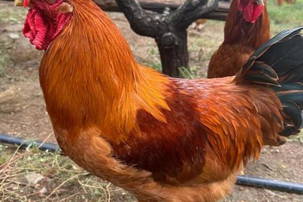 铜公鸡在风水的作用 铜公鸡在风水的作用阴宅