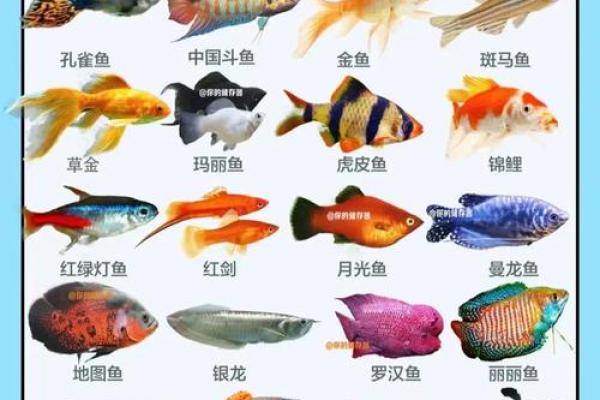 养风水鱼有什么讲究？