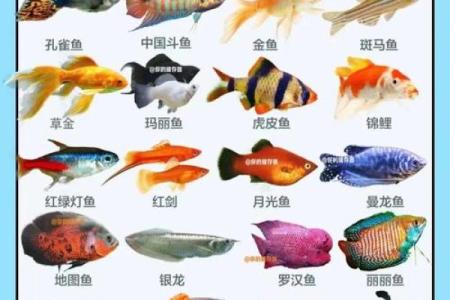 养风水鱼有什么讲究？