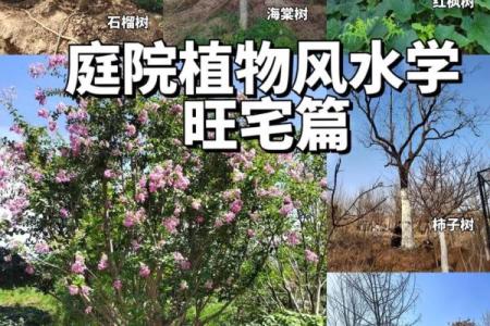 房子外种什么植物更好风水