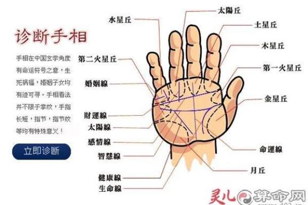 手相“影响线”算命图解 手相“影响线”算命图解