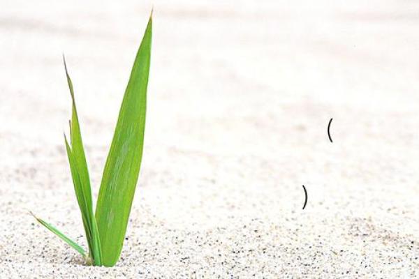 吕祖灵签抽签灵末 吕祖灵签抽签灵末